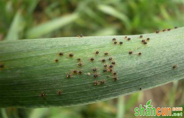 麦红蜘蛛怎么防治，麦红蜘蛛防治用药