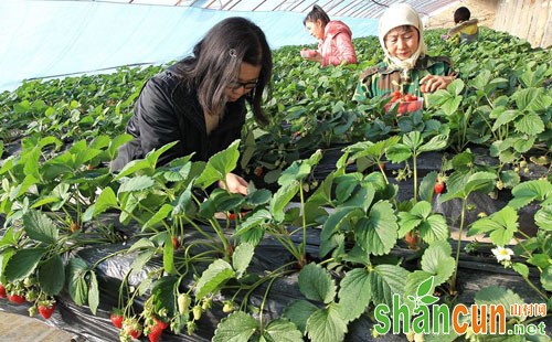 草莓需肥特点及其专用水溶肥特点和优势