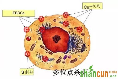 代森锰锌：几十年了，它为何长盛不衰？