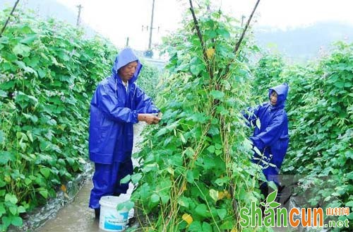 豆角种类有哪些，怎样种植豆角