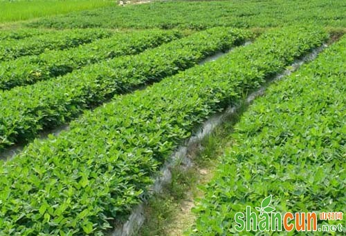 花生什么时间种植，花生种植时间安排