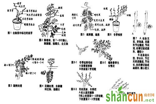 盆栽葡萄如何修剪，盆栽葡萄修剪技术