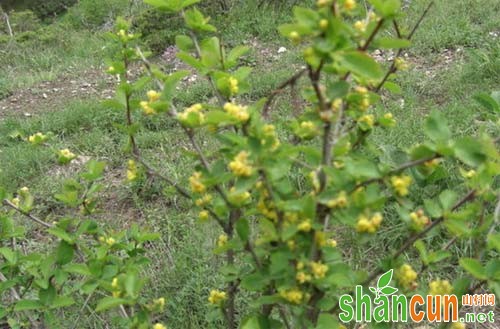 番茄落花落果原因及防治措施