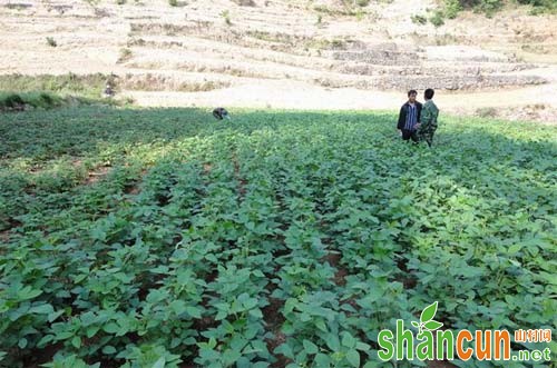 影响夏大豆产量提高的原因及其增产对策