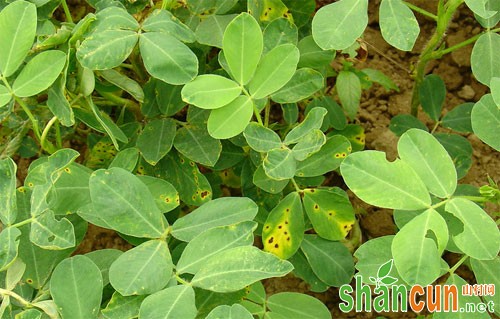 花生病虫害种类及其防治技术