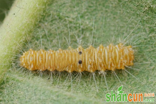 枇杷黄毛虫为害特点、发生规律和防治方法