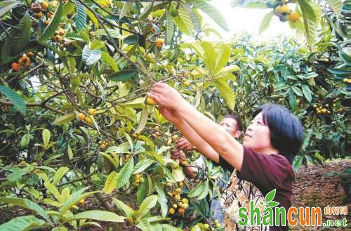 不同时期枇杷整形修剪方法总结