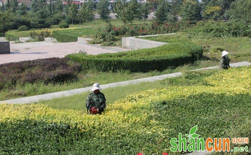 高羊茅草坪除草，了解这些内容最重要！