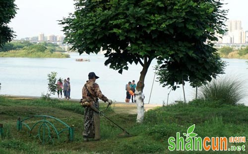 马尼拉草坪除草的方法措施综合解析