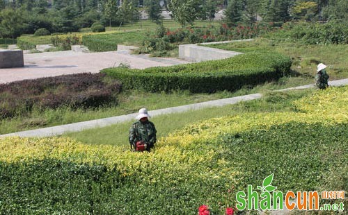 百慕大草坪除草要注意防范漂移药害的发生