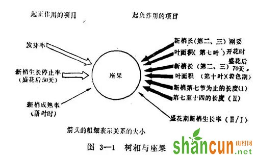 柴寿总结的与坐果相关的树相指标