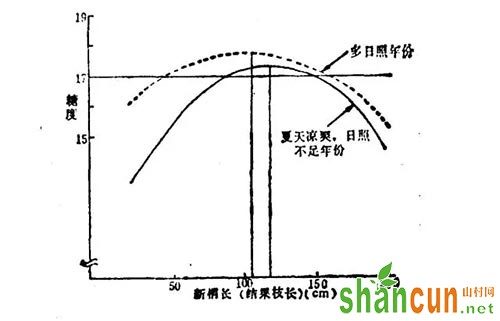 巨峰新梢长度与果实含糖量的关系