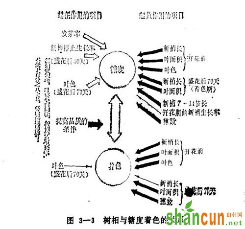 柴寿总结的与糖度相关的树相指标