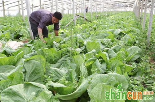 春季大白菜该怎样种，春季大白菜种植技术