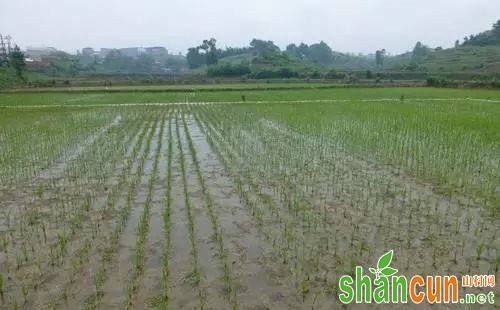 机插早稻田化学除草技术深入分析