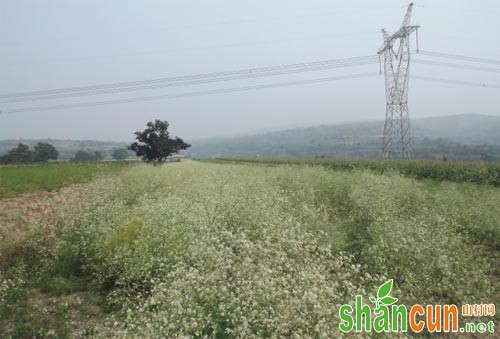 荒地、耕地规模化种植防风技术总结