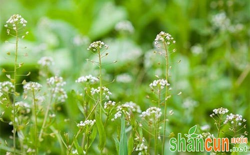 荠菜高产种植必须了解的8大注意要点