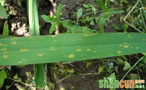 小麦叶枯病症状，小麦叶枯病防治