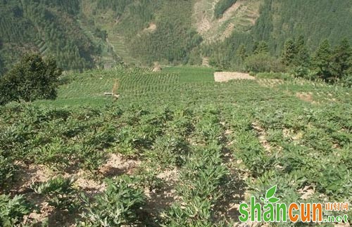 防风种植技术、田间管理和病虫害防治