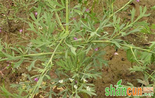 防风种植技术、田间管理和病虫害防治