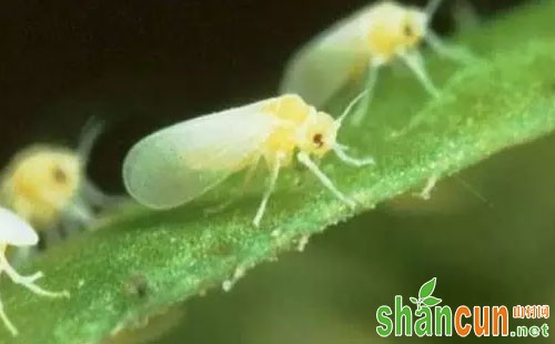 搞清病菌积累过程及其细节，防控大棚番茄病害事半功倍