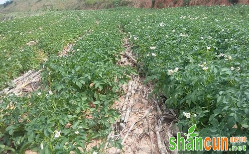 露地种植的土豆有啥需要注意？新闻上发布的农作物病虫害预测是怎么来的？