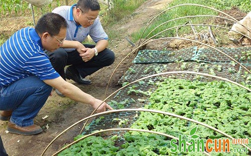 丝瓜育苗时间，丝瓜播种育苗技术