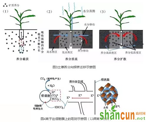 土壤养分向根表迁移示意图