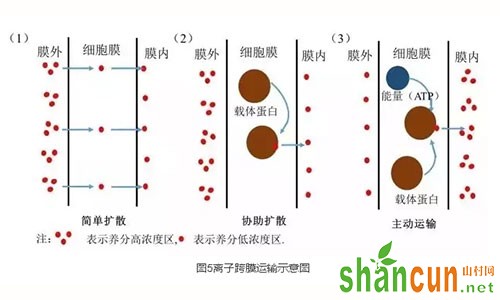 图5离子跨膜运输示意图