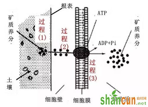 图1根系矿质养分吸收过程简图