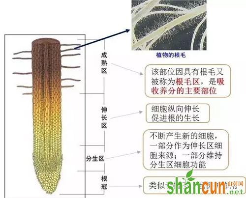 图2根尖示意图及各分区功能