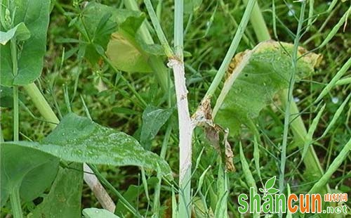 油菜菌核病防治，油菜菌核病特效药