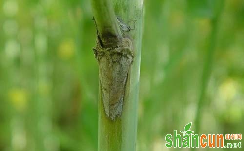 油菜菌核病防治，油菜菌核病特效药