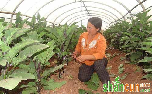 茄子怎么剪枝，茄子剪枝技术