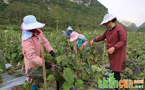 茄子怎么剪枝，茄子剪枝技术