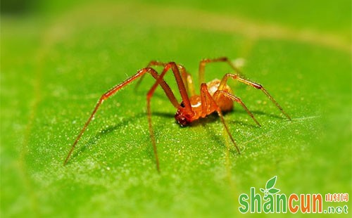 怎么杀死抗性红蜘蛛，这些方法你必须了解！
