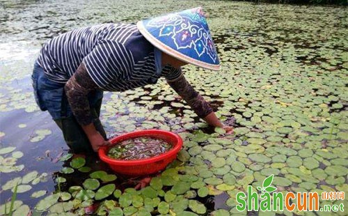 莼菜是什么，莼菜种植技术