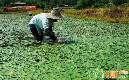 莼菜是什么，莼菜种植技术