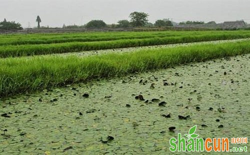 莼菜是什么，莼菜种植技术