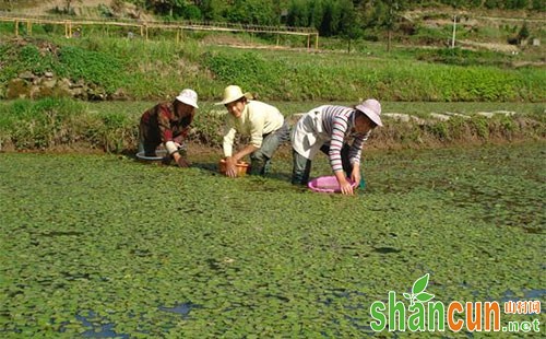 莼菜是什么，莼菜种植技术