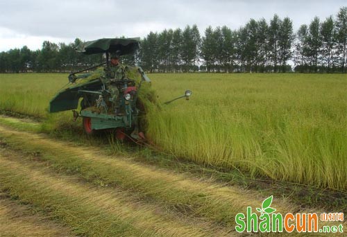 亚麻锈病的病原、病因及防治