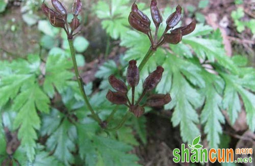 黄连的种植技术和田间管理