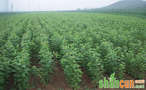 樱桃树苗种植时间，樱桃树苗的种植方法