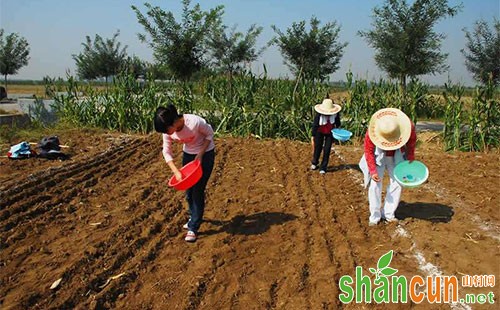 小麦什么时候播种，小麦播种方法