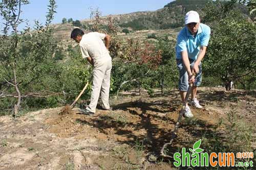 果园除草，草铵膦VS草甘膦谁更胜一筹？