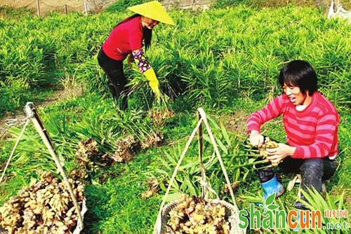 夏秋季节生姜巧管理，丰收在即！