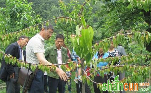 樱桃树什么时候剪枝，樱桃树怎样剪枝