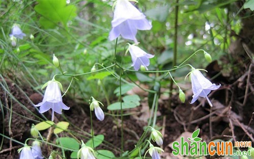 北沙参种植技术总结