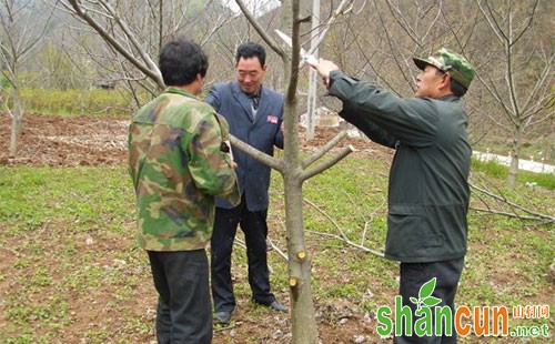 核桃树什么季节修剪，怎么修剪