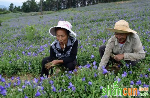 桔梗规范化种植技术要点总结